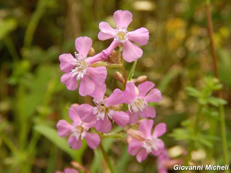 Lychnis viscaria L. (=Silene viscaria)